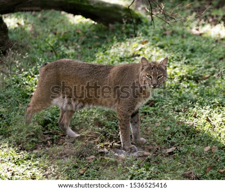 Bobcat looking at you displaying its body, head, eyes, ears, nose, feet with a nice background of foliage in its surrounding and environment.