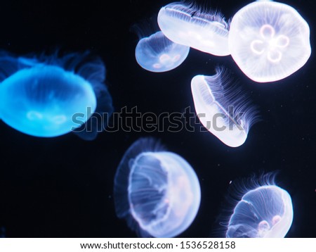 illuminated with blue light swimming in aquarium Royalty-Free Stock Photo #1536528158