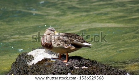 A Duck on the Idrijca River     