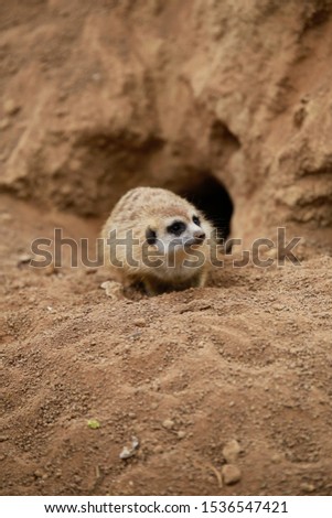 This adorable little African Meerkat crouches at the entrance of his sandy burrow as he attentively keeps alert for danger. If startled he will retreat to his under ground tunnel network.