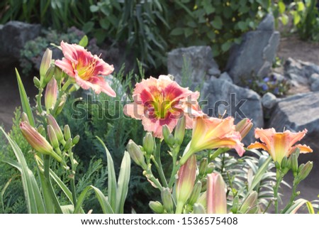 Daylily flowers bloom in the garden