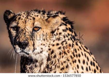 Old Cheetah portrait in the Etosha National Park, the greatest wildlife reserve in Namibia