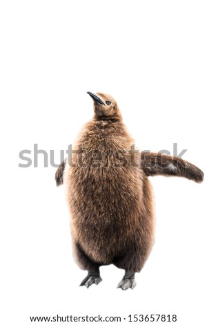 Baby penguin with brown feathers isolated on the white background