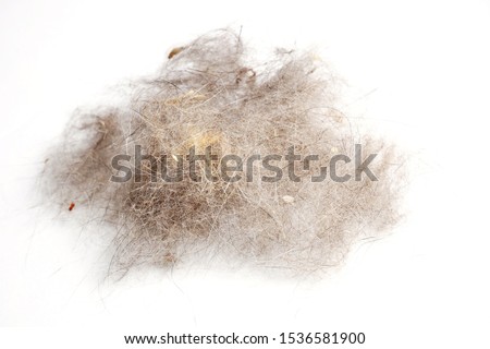Cat fur ball on a white background. Dirt and cleaning concept. A pile of dog fur wad. Hair ball on white background. Royalty-Free Stock Photo #1536581900