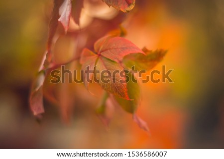 Autumn foliage. Red leaves in the sunset light.