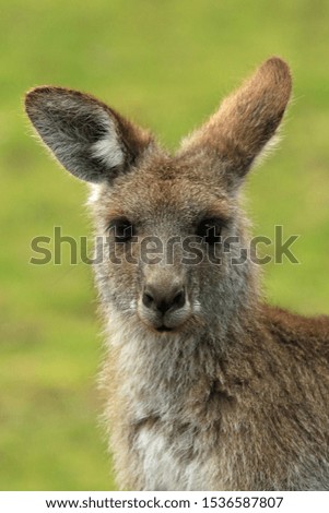 Portrait of an eastern grey kangaroo