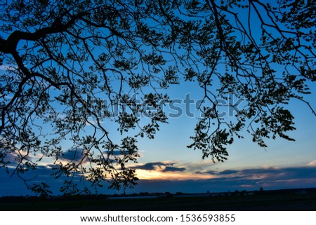 Silhouetted tree at sunset with clouds