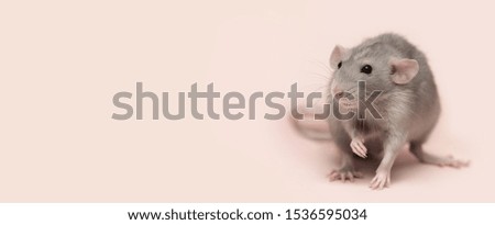 Banner. Decorative dumbo rat on a pink background. Charming pet. Copy space. 2020 - Year of the rat. Chinese New Year. 