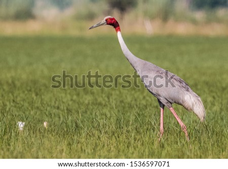 Sarus Crane Bird standing tall at Dhanauri Wetlands between the green grass