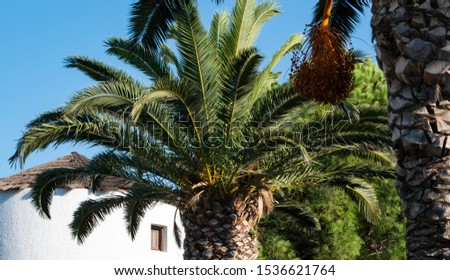 Architecture Details of View of an old Greek mill and palm trees on the island Kos in Greece