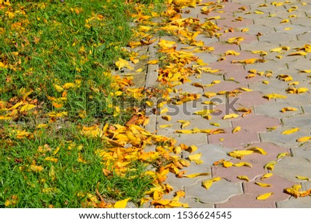 The leaves are yellow on the ground. Autumn leaf fall.