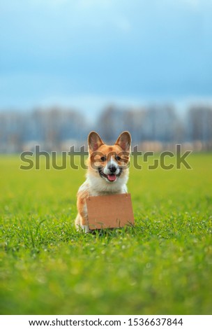 vertical background with a ginger puppy dog Corgi sitting outside on the green grass with a blank sign for the inscription on his neck and smiling