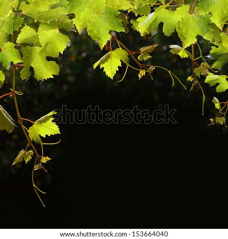 Food background - fruit grape leaves