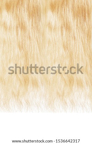 Long damaged straight blond hair isolated on white background