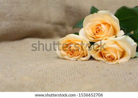 Bouquet of yellow roses. Photo.