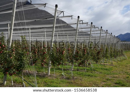 Apples apple harvest in South Tyrol             