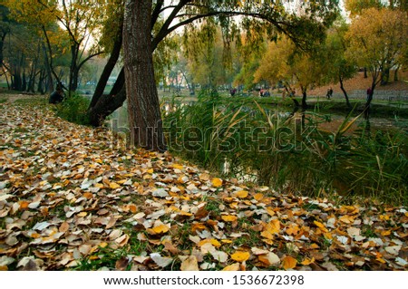 Fallen yellow leaves on the shore of the pond
