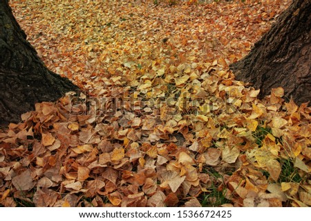 Fallen yellow, orange leaves on the grass in the park. Autumn background, texture
