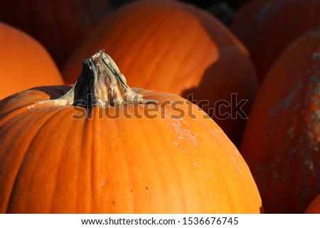 Fall harvest of pumpkins for Halloween holiday