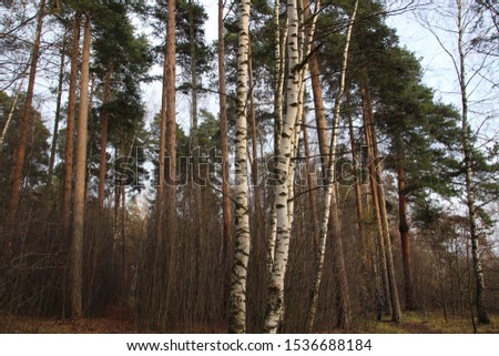 Birch, pine trees trunks in autumn forest with blue bit cloudy sky