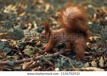 Autumn, Squirrel in the park among yellow, green and brown leaves