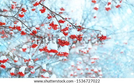 beautiful winter natural snowy background with frozen rowan trees. Red rowan berries covered snow. festive winter season. new year and christmas holiday. copy space