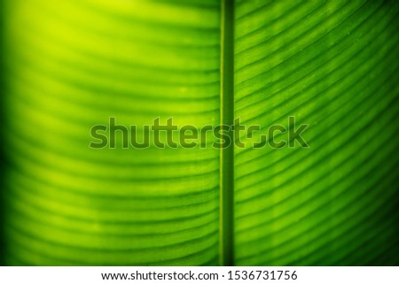 Detail of a yellow green heliconia leaf lighted by sun from the back