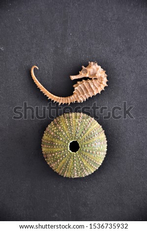 Sea urchin shell and sea horse in front of black background