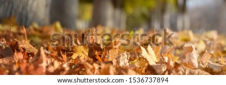 Ground covered with fallen leaves foliage. autumn landscape with bright colorful leaves. Indian summer.