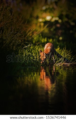 red fox (Vulpes vulpes) is drinking from lake, dark picture