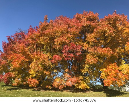 Fall maple tree foliage in wisconsin, usa