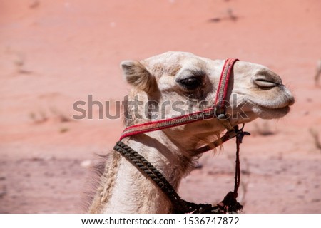 Camel in Wadi Rum Desert