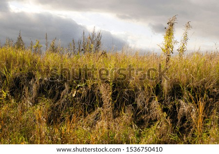 A yellowed field against a gloomy cloudy sky. Autumn beautiful natural background.