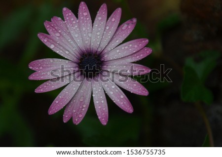 
african daisy flower white pink with raindrops. green background