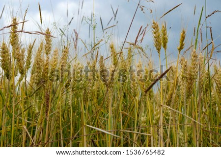 ripe wheat field against dark rain clouds