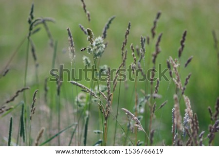 autumnal grasses with insect, background
