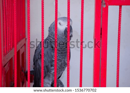 The close-up of a parrot in the red cage. Defocused on iron cage, focused on parrot's face. The parrot in captivity, not in nature. Conviction conceptual photography.
