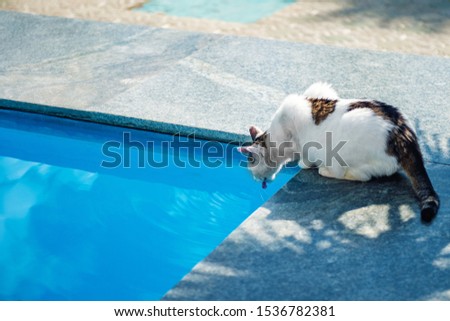 Spotted cat drinking water from the outdoor pool. Poisoning of the animal by means of disinfection of water in the pool