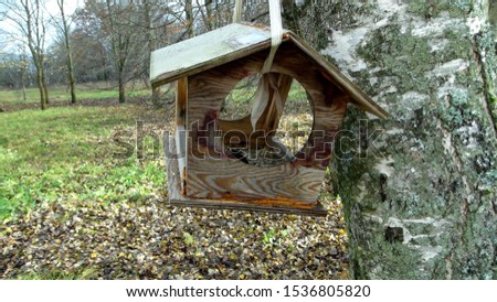 birdhouse hanging on a tree in the autumn season
