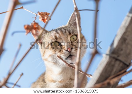 
funny cat on the grape branches