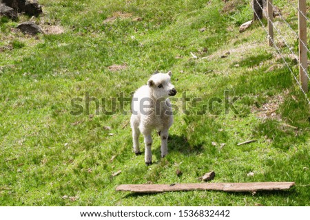 A cute white sheep walking in a greenfield