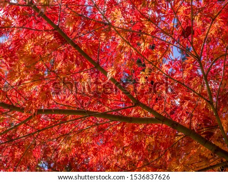 Autumn scene of lots of small red and orange leaves on a tree branch 