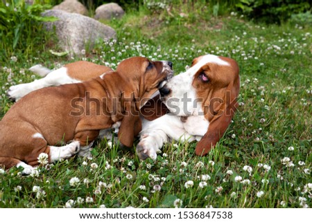 Dog breeb basset hound  puppy  his mom on a green lawn among clovers