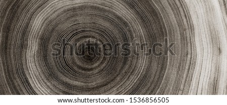 Black and white cut wood texture. Detailed black and white texture of a felled tree trunk or stump. Rough organic tree rings with close up of end grain. Royalty-Free Stock Photo #1536856505