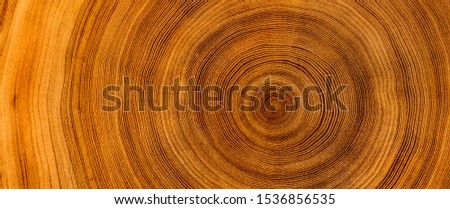 Detailed warm dark brown and orange tones of a felled tree trunk or stump. Rough organic texture of tree rings with close up of end grain. Royalty-Free Stock Photo #1536856535