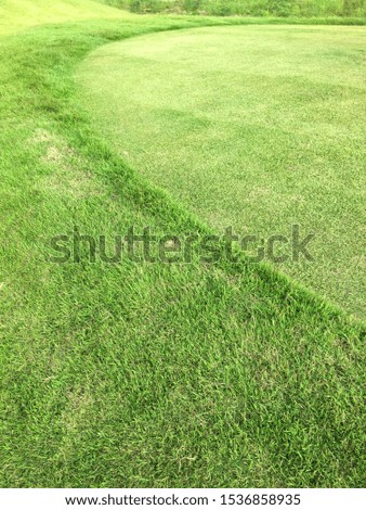 Background of rough green grass from golf ground