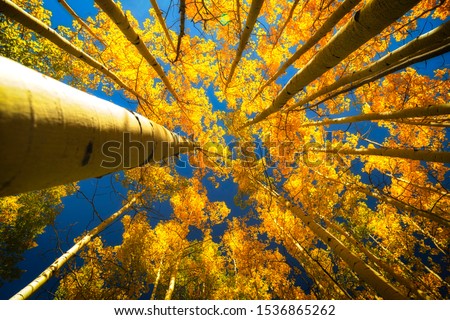 Upper view of the Aspen trees in the fall season with clear blue skies showing through Royalty-Free Stock Photo #1536865262