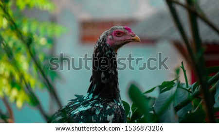 a black chicken with white spots
