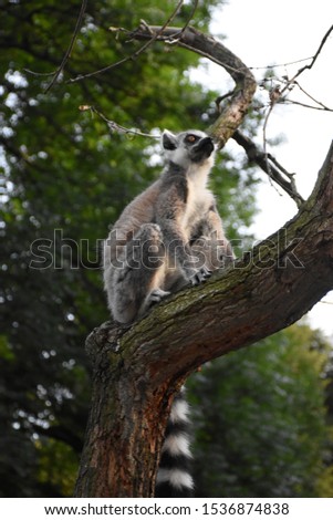 Beautiful pictures of lemur ring tailed 