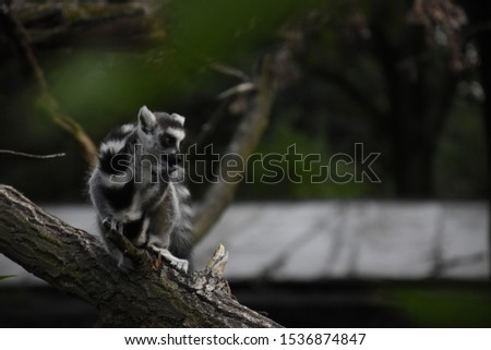 Beautiful pictures of lemur ring tailed 